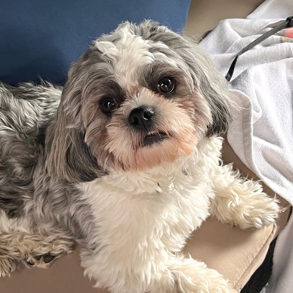 Meet your Posher, Meredith - Picture 14 of 15